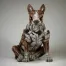 Bull Terrier - Brindle 